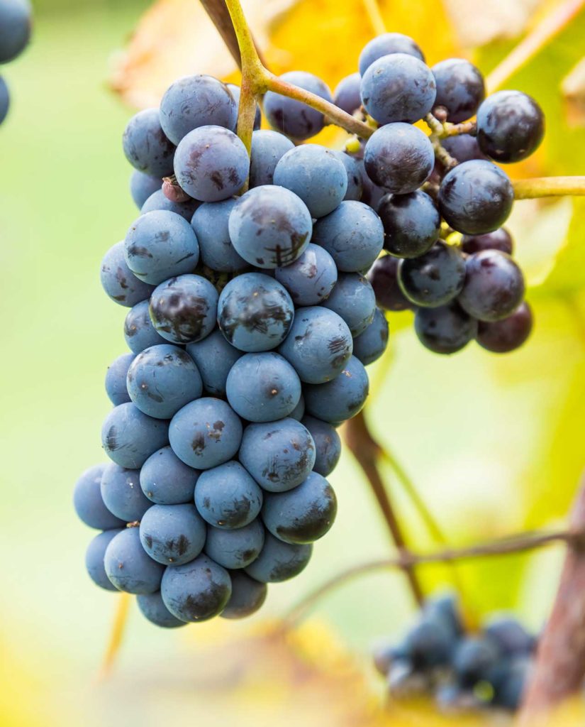 Isabella Trauben Likör, 350ml - Maurer&amp;#39;s Frucht Manufaktur